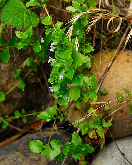 Herbs with White Flowers
