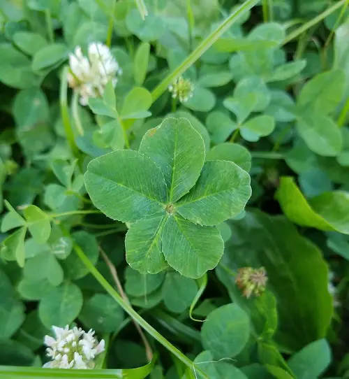 beautiful Leaves on Plants with Five Stems