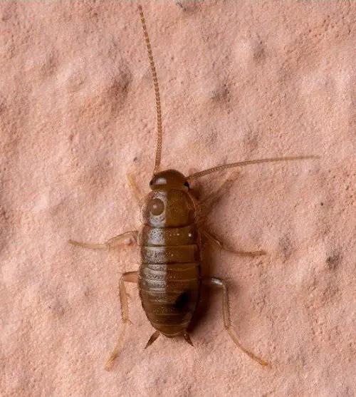 Insects That Remind Us of Termites