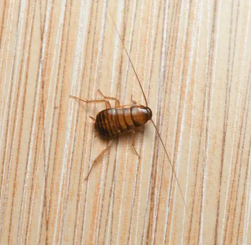Frequently Found Tiny Black Wingless Bugs in Bathrooms