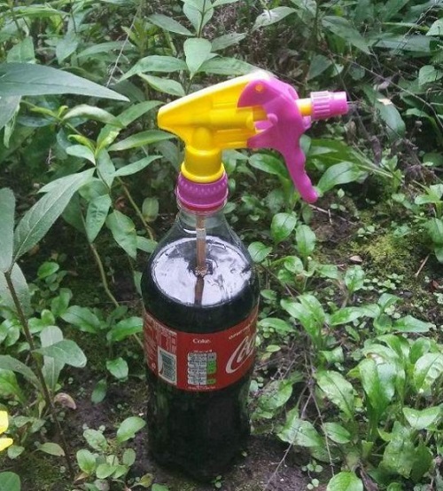 Unconventional Gardening Tricks to Become a Pro Gardener