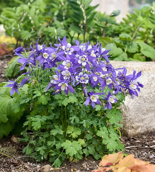 anti-allergic columbine flower 