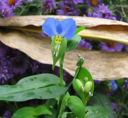 Weeds with Blue Flowers best garden ideas