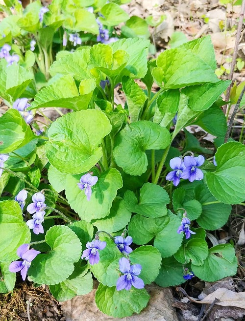 beautiful Weeds with Blue Flowers 9
