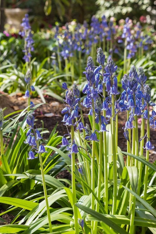best Weeds with Blue Flowers