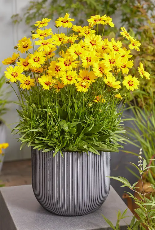 Best Yellow Flowering Herbs in pot