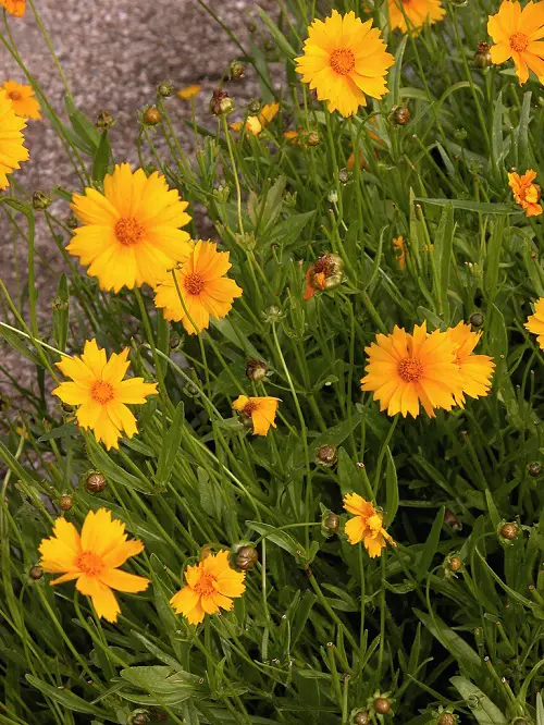 The best gold flowers are in the garden. 