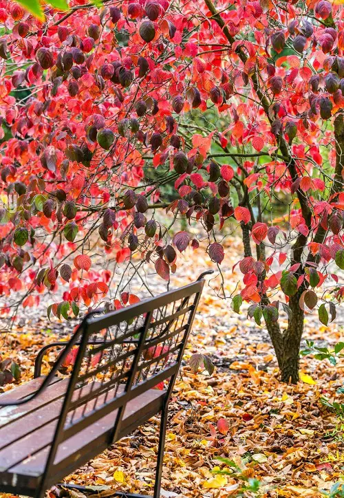 amazing Best Trees With Red Leaves All Year
