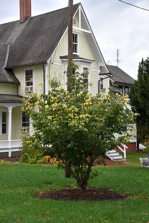 Trees with Yellow Flowers 3