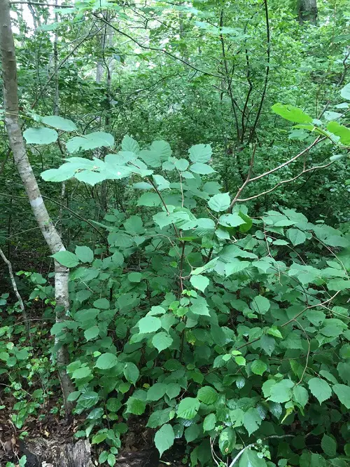 California's Native Shade Plants 7
