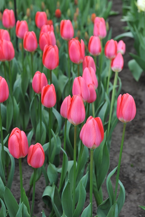best Pink Tulips