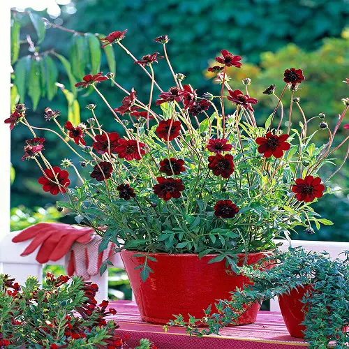 Best Chocolate Flowers 1