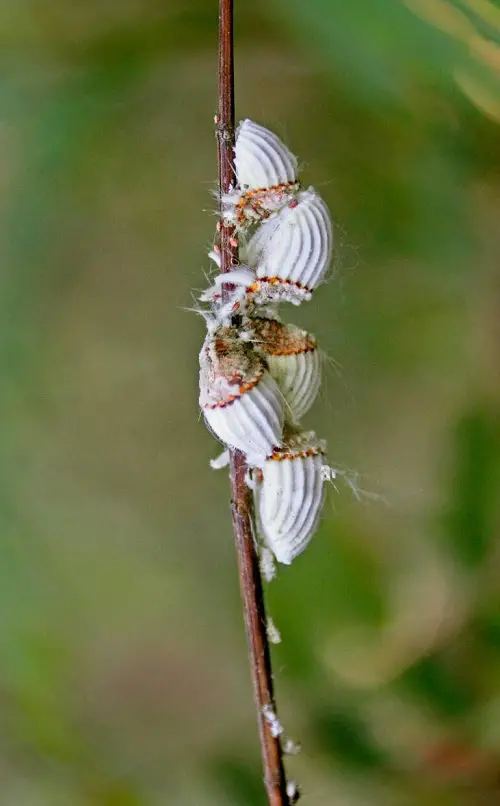 top Little White Bugs That Look Like Lint