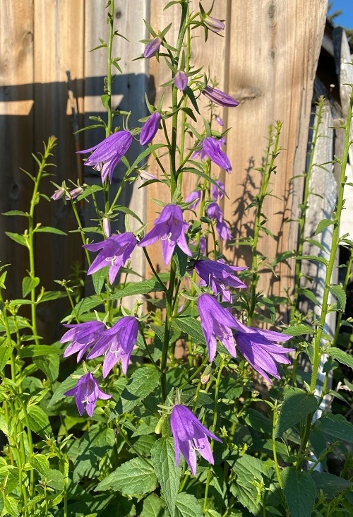 Lovely Weeds with Blue Flowers