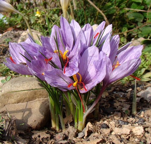 Gorgeous Greek Flowers for the Home and Garden