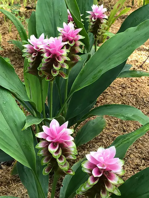 Lovely Flowers with a Q at the Beginning