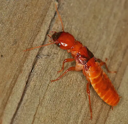 best Termite-Resembling Bugs