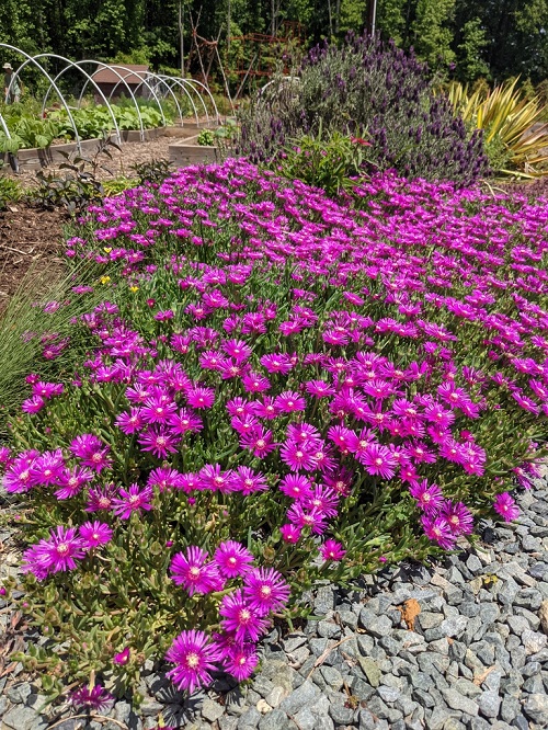 Plants Resistant to Drought 9