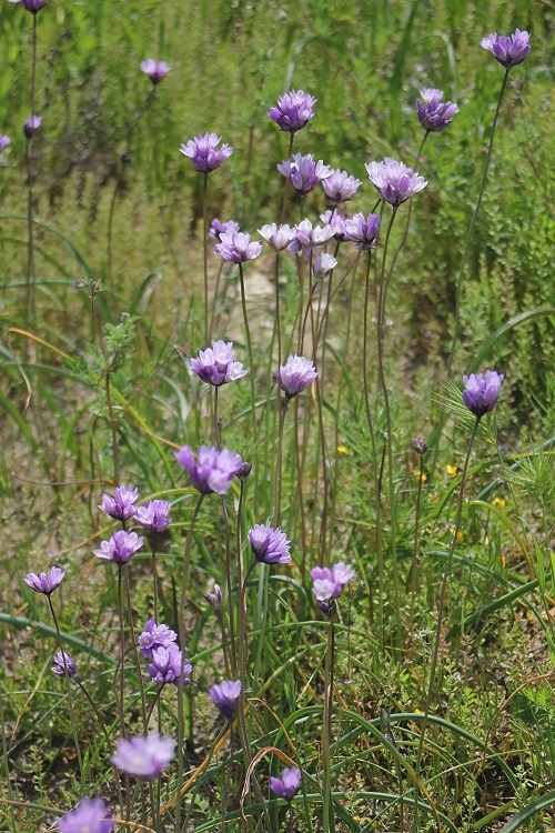 Weeds with Blue Flowers in backyard