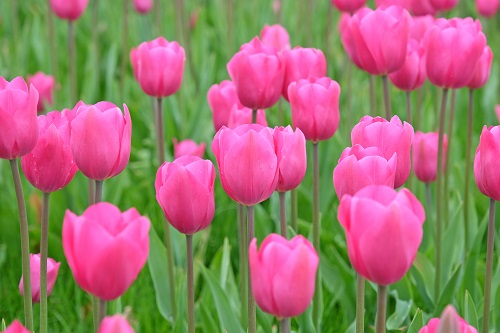 best fantastic tulips in pink