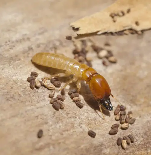 amazing Termite-Resembling Bugs