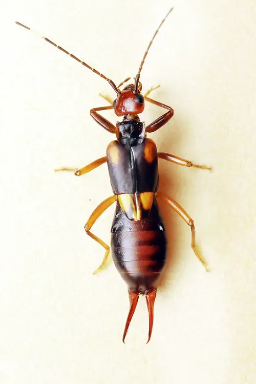 Typical bathroom Bugs: Tiny Black, Wingless Bugs
