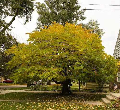 Beautiful Yellow Flowers trees 