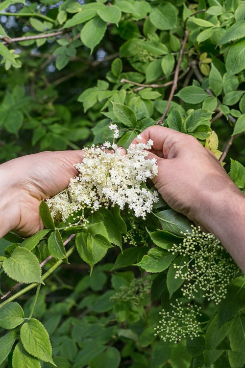 best Herbs with White Flowers