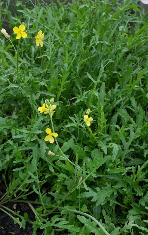 Yellow Flowering Herbs 