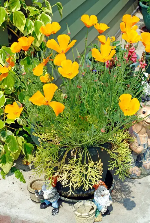 Greatest Yellow-Flowered Herbs