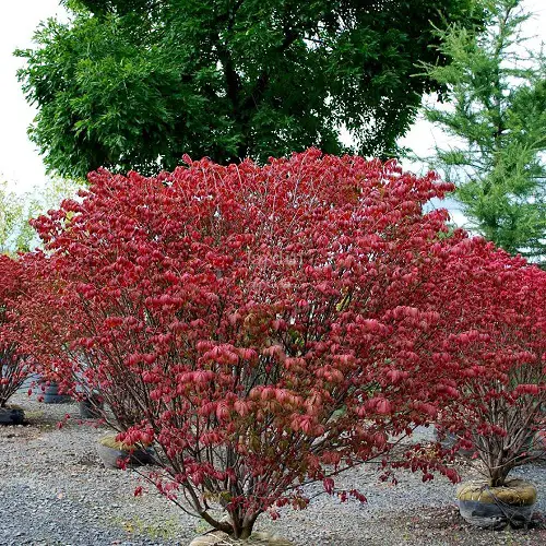 Stunning Trees with Pink Leaves