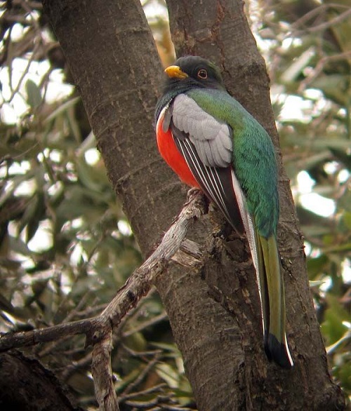 best Gorgeous birds with red chests