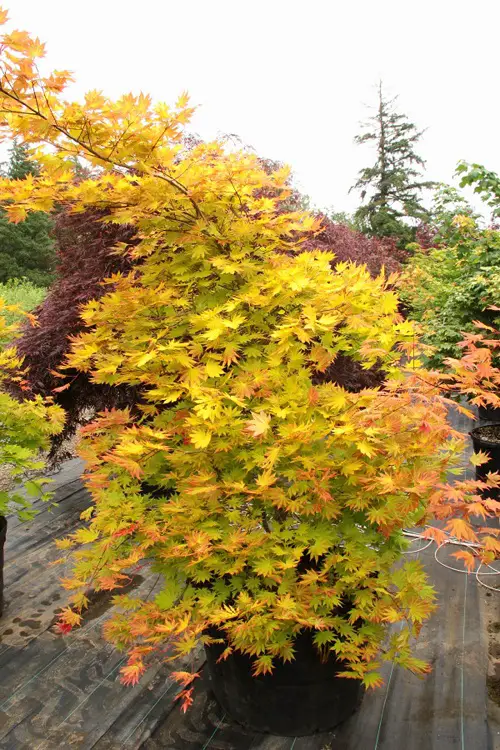 beautiful Best Maple Tree Varieties for Containers
