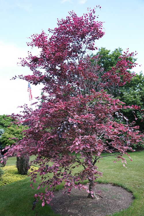top Stunning Trees with Pink Leaves