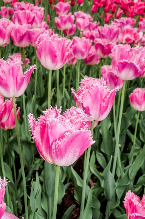 Beautiful Pink Tulips