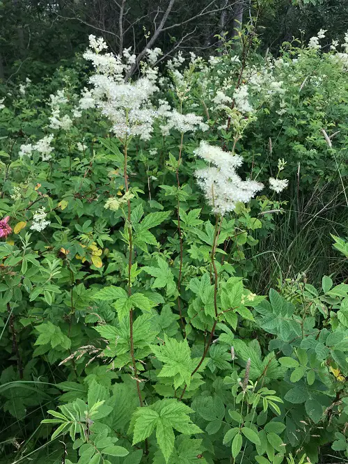 Amazing Flowers that Start with Q 3