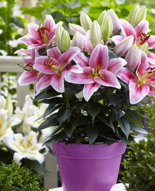 Kinds of Varieties of Pink Lilies