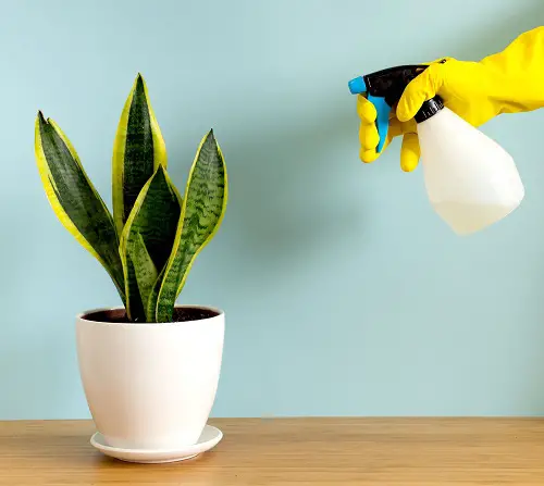 Best Snake Plant Fertilizers Foliar Spray