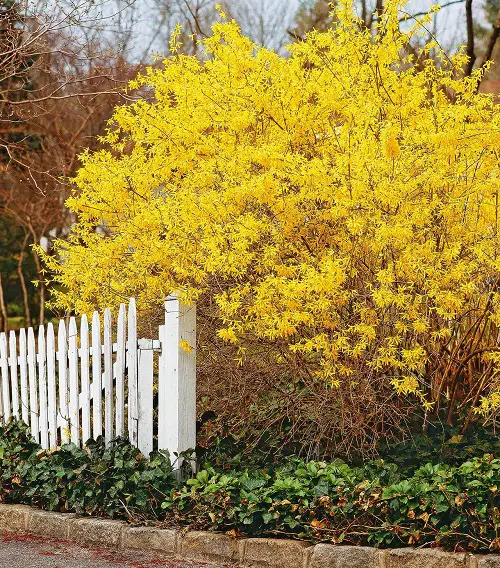 amazing Types of Yellow Flowers for Garden