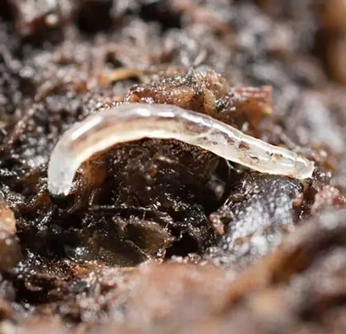 best Tiny white bugs resembling lint 