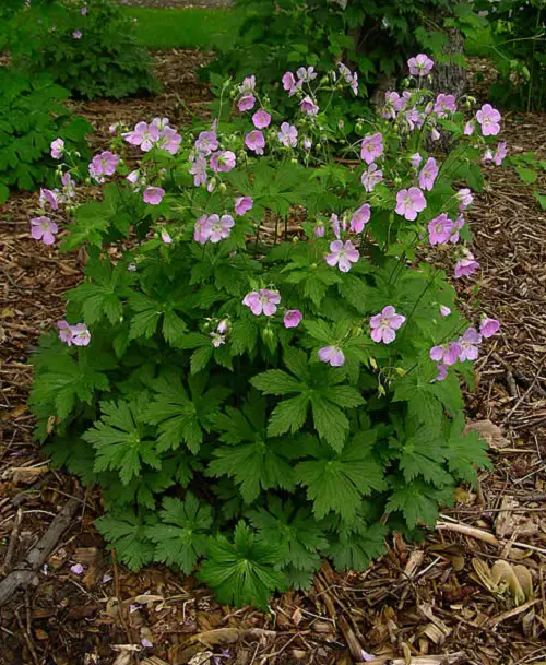 Gorgeous Native Plants of Illinois