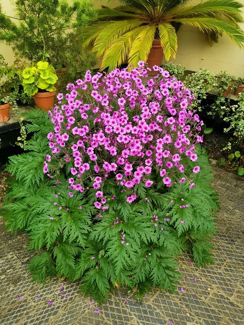 geranium full bloom in garden