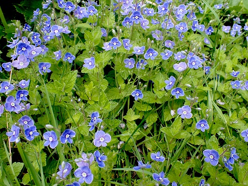 Weeds with Blue Flowers 