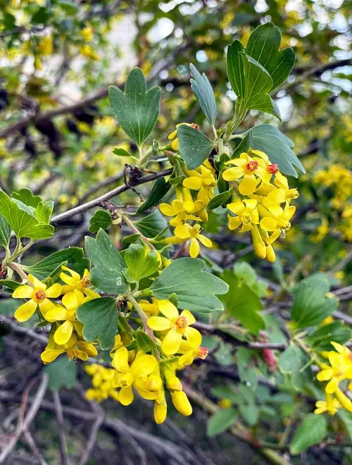 The prettiest gold flowers in your backyard 