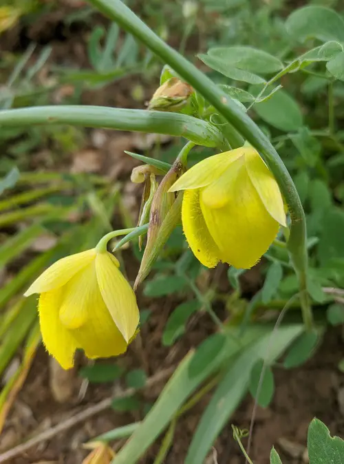 Gold Flowers 