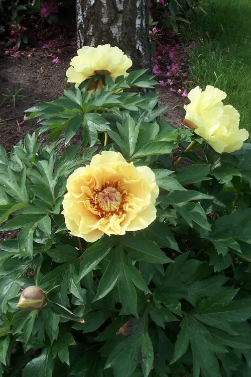The most exquisite gold flowers in your backyard 