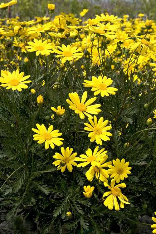 gold flowers in the garden