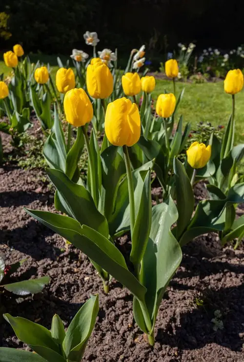 Best Gold Flowers in backyard