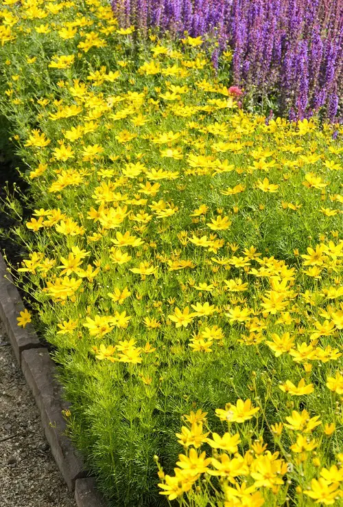 stunning gold flowers in the garden 