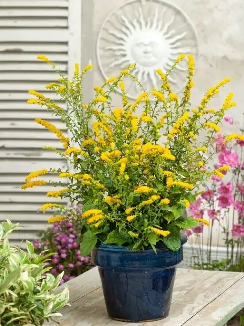 best gorgeous gold flowers in the garden 